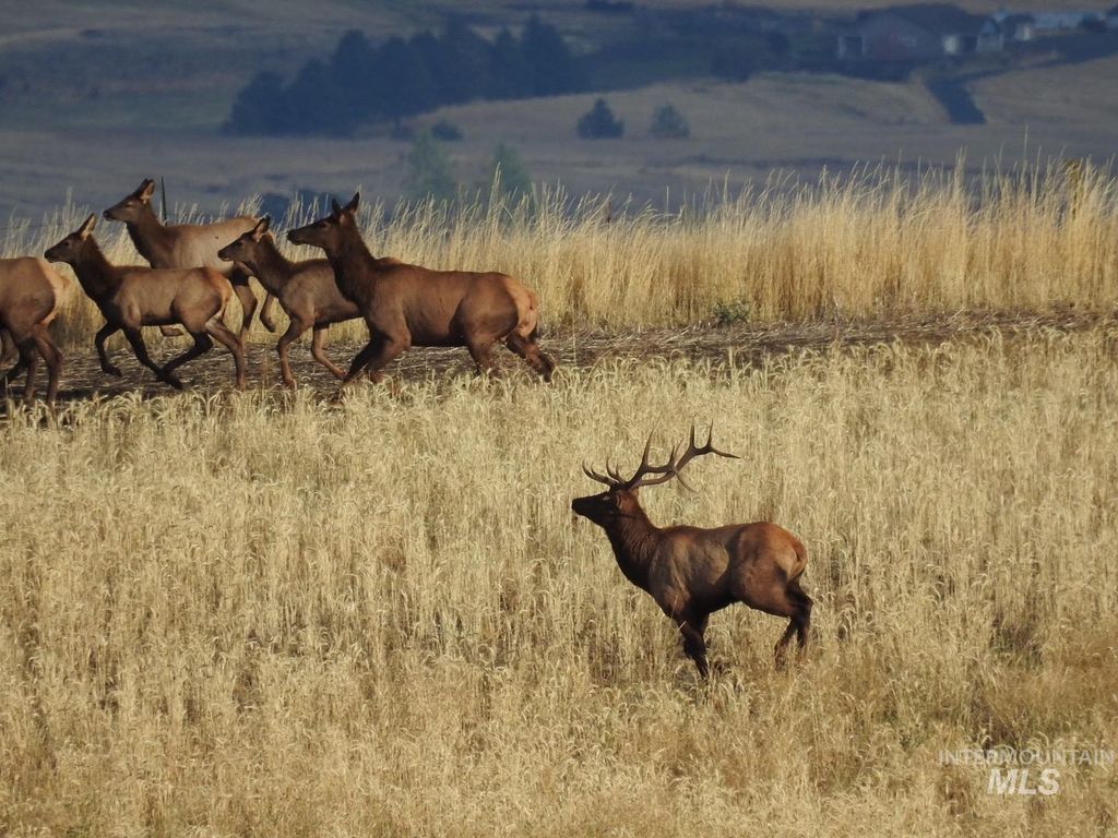 105 Scotlyn Ranch Rd, Kamiah, ID 83536 photo 11