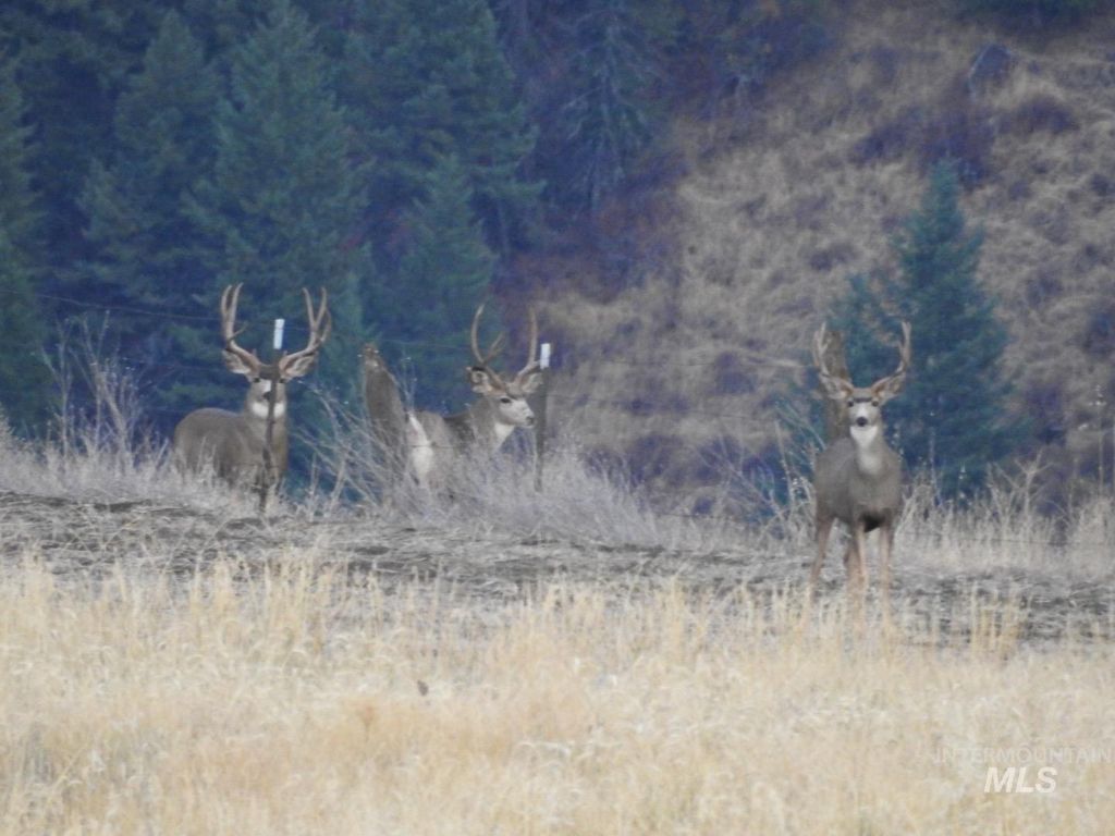 105 Scotlyn Ranch Rd, Kamiah, ID 83536 photo 13