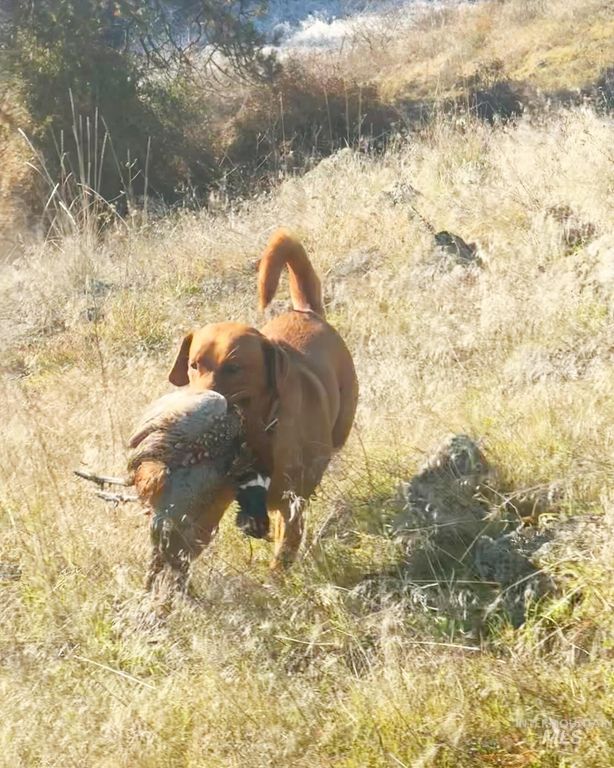 105 Scotlyn Ranch Rd, Kamiah, ID 83536 photo 15