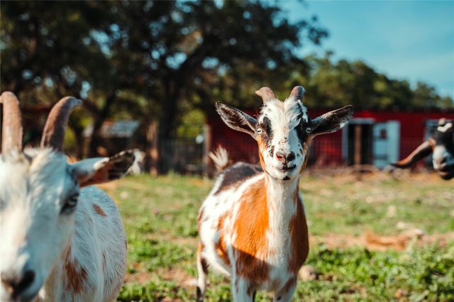 435 Spangenberg RD, Blanco, TX 78623