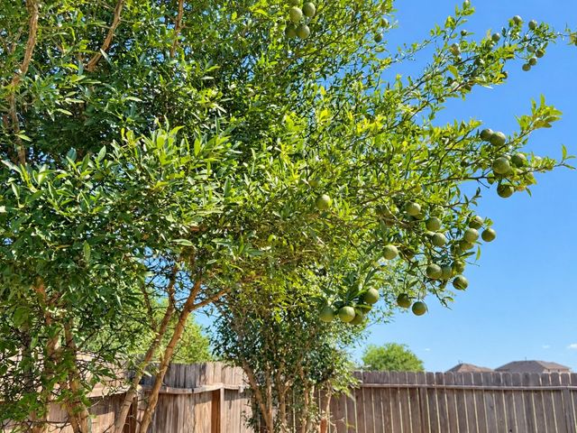 29202 Dunns Creek Court, Katy, TX 77494
