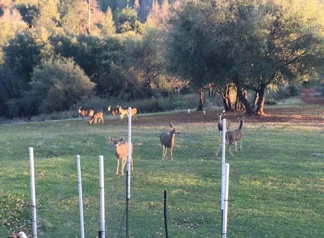 1551 John Dear Rd, Rail Road Flat, CA 95248