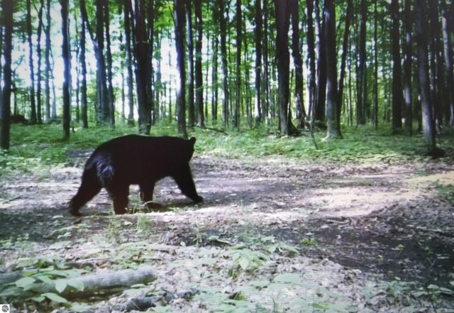 2354 Newman Road, Lake City, MI 49651