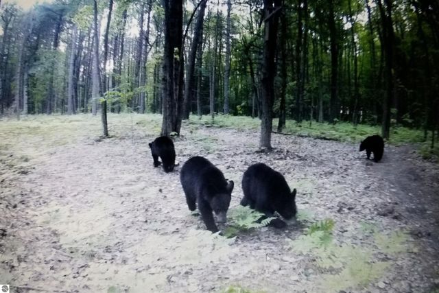 2354 Newman Road, Lake City, MI 49651