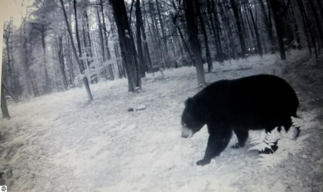 2354 Newman Road, Lake City, MI 49651