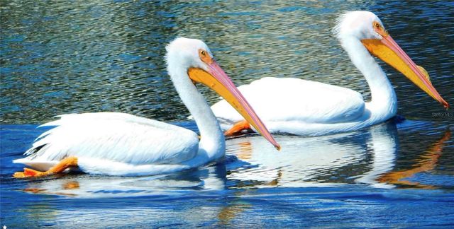 1025 SIBERIAN GLEN, Bradenton, FL 34212