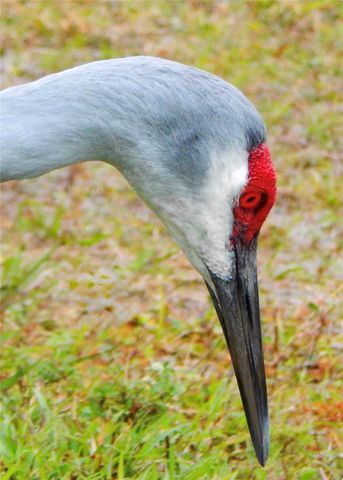 1025 SIBERIAN GLEN, Bradenton, FL 34212