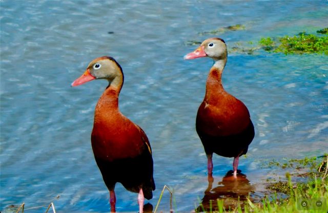 1025 SIBERIAN GLEN, Bradenton, FL 34212