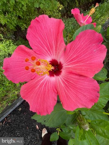 38610 SUNFLOWER ST, Millville, DE 19967