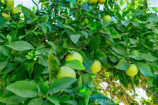 509 S Glenarbor, Santa Ana, CA 92704