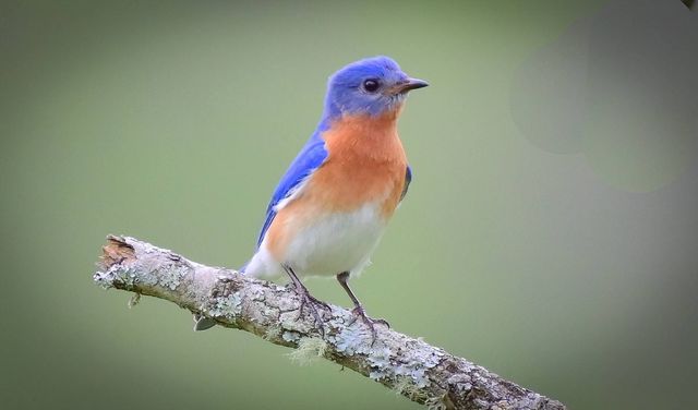 550 Carl Dixon Ln, Gainesboro, TN 38562