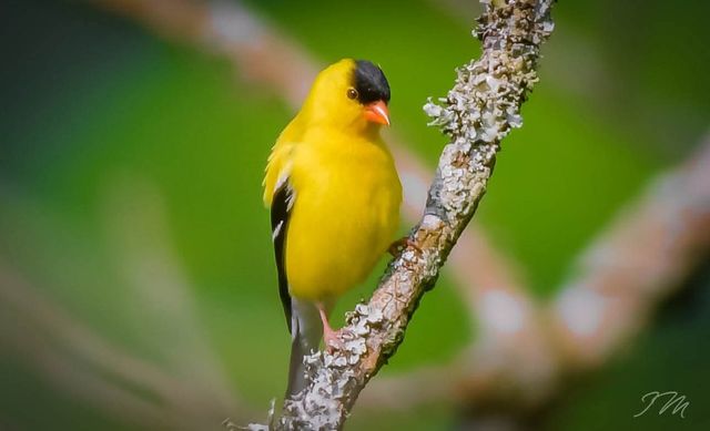 550 Carl Dixon Ln, Gainesboro, TN 38562