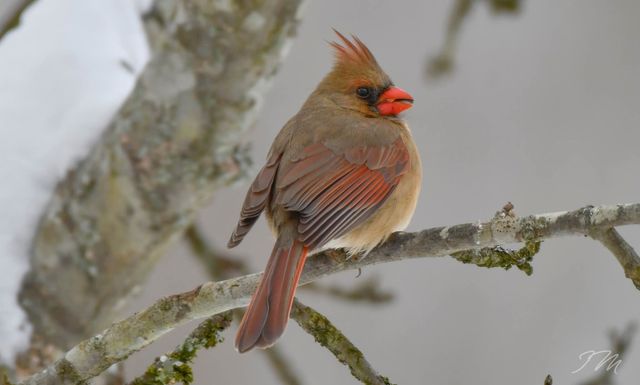 550 Carl Dixon Ln, Gainesboro, TN 38562