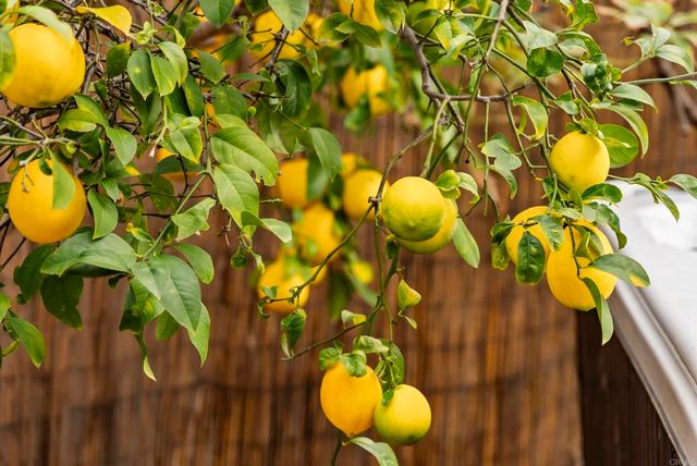 6828 Caminito Sueno, Carlsbad, CA 92009