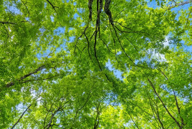 1 Ferry Rd, Clarksville, TN 37040