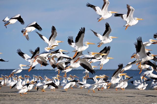 74 Marsh Point Dr., Pawleys Island, SC 29585