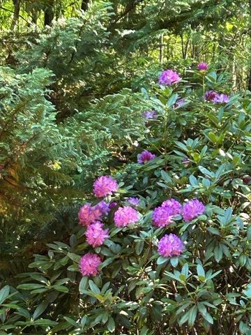 46 Private Drive, Ellijay, GA 30536