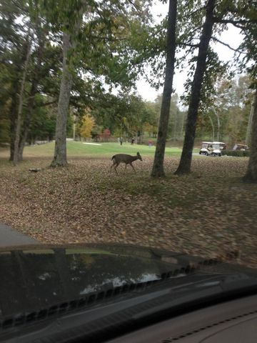 101-3 Woodson Bend Resort, Bronston, KY 42518