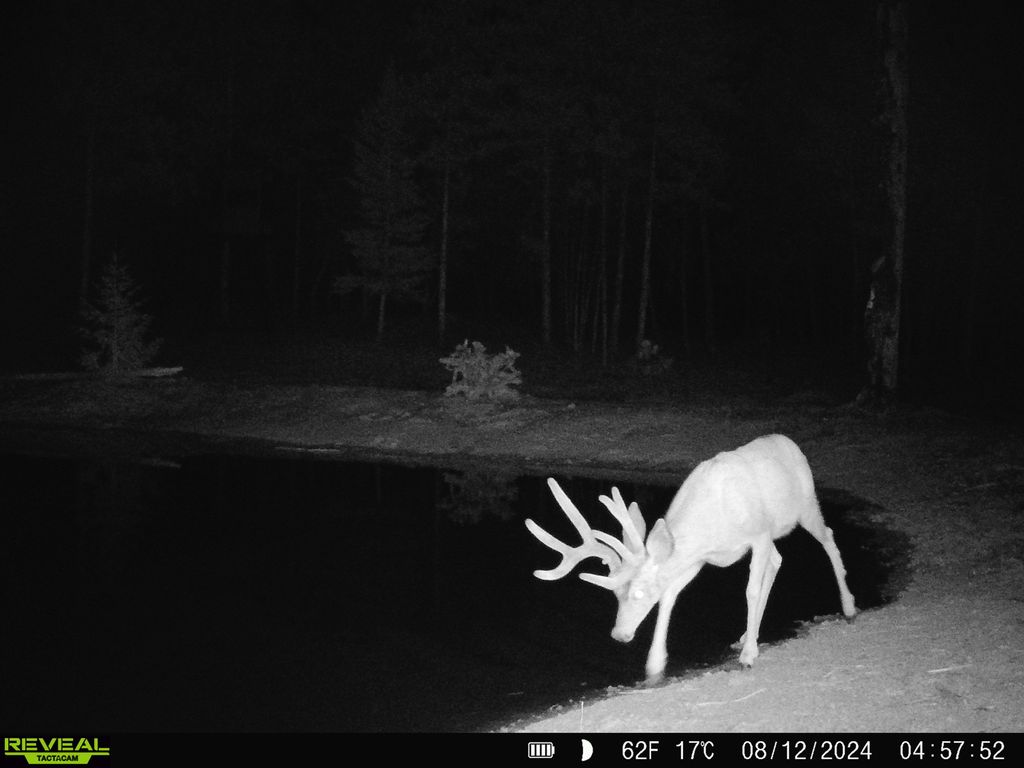 Nhn Bulls & Bucks Ranch, Plains, MT 59859 photo 103