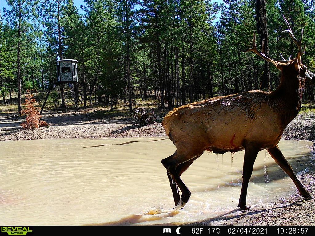 Nhn Bulls & Bucks Ranch, Plains, MT 59859 photo 98