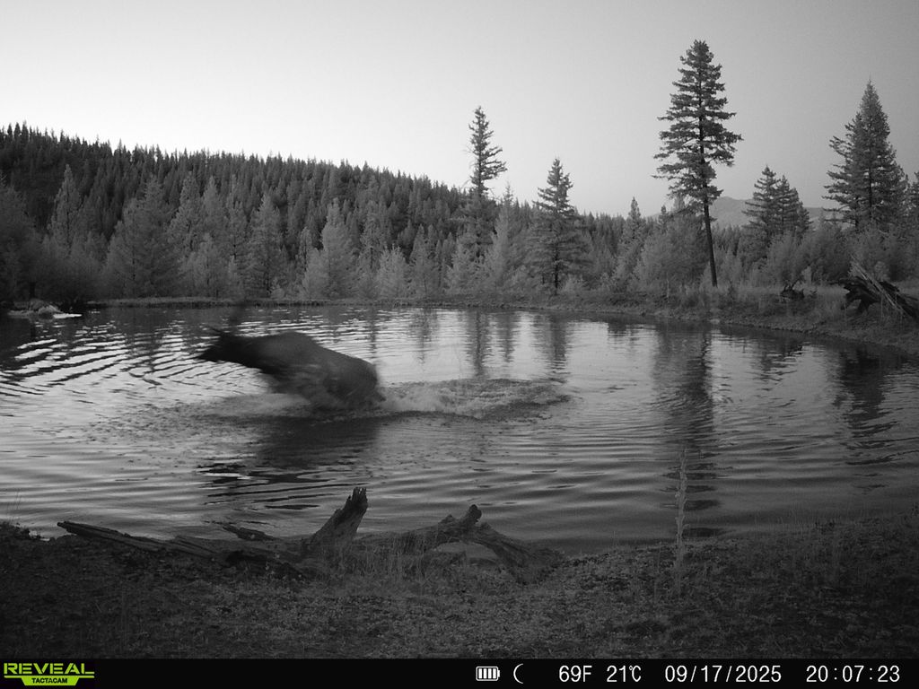Nhn Bulls & Bucks Ranch, Plains, MT 59859 photo 99