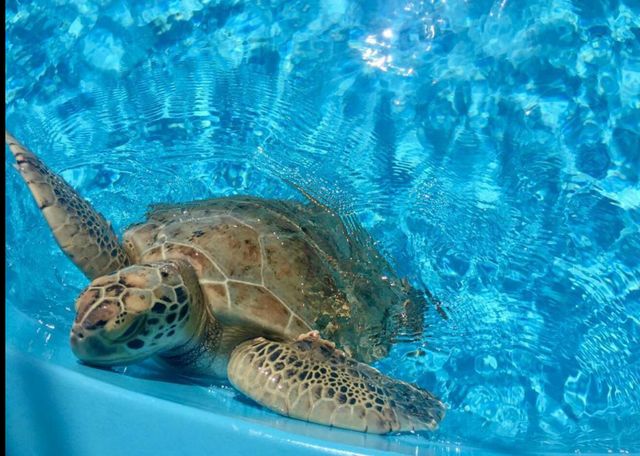 1909 19th Court 33a, Jupiter, FL 33477