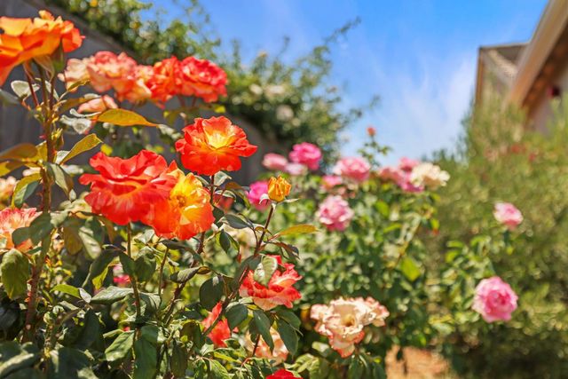 1547 Van Ruiten Dr, Lodi, CA 95242
