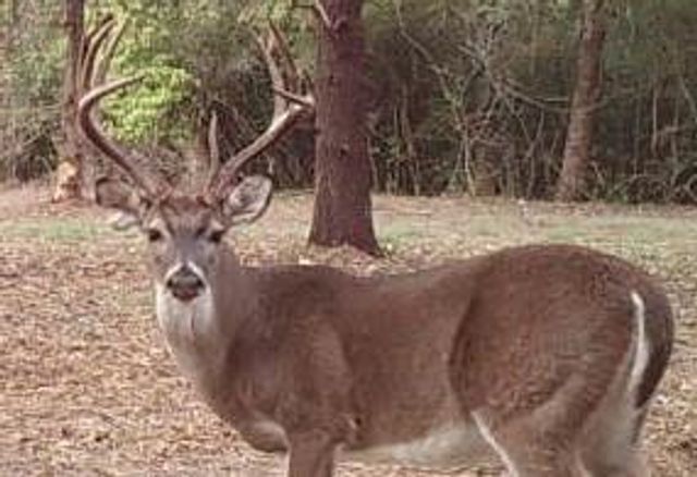 15147 County Road 499, Normangee, TX 77871
