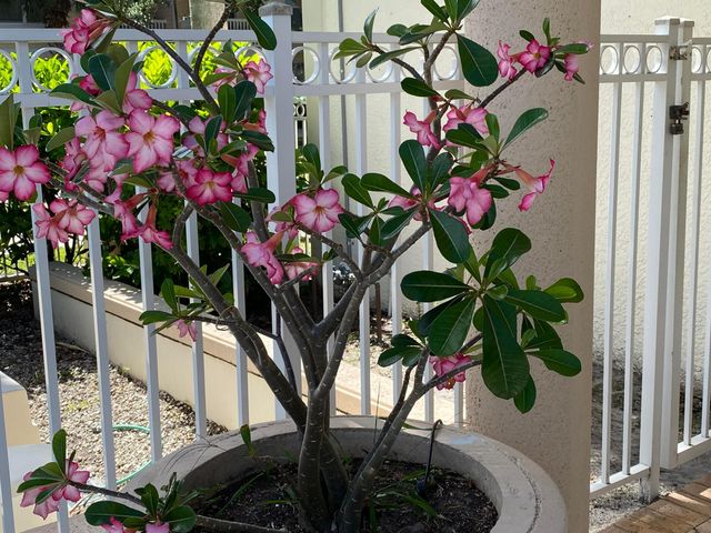 225 Murcia Drive 109, Jupiter, FL 33458