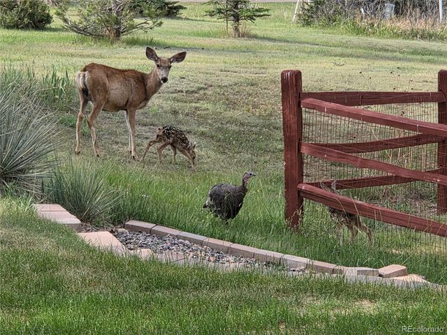 7787 Windfont Row, Parker, CO 80134