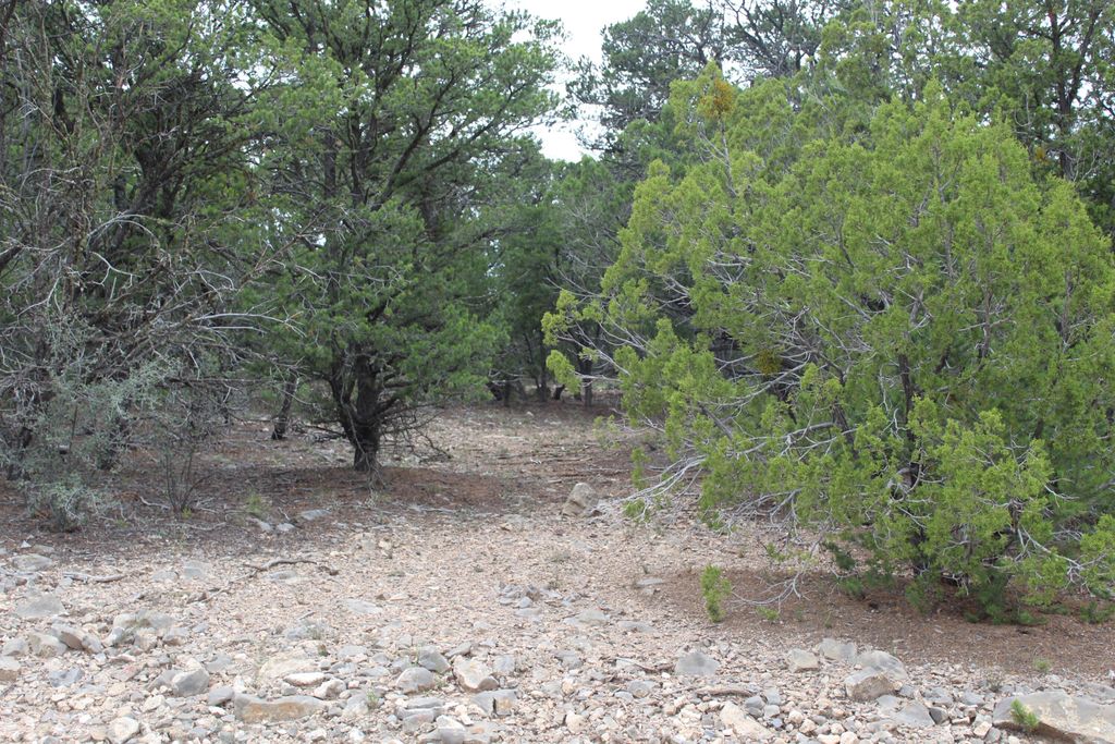 5 MANZANO Loop, Tijeras, NM 87059