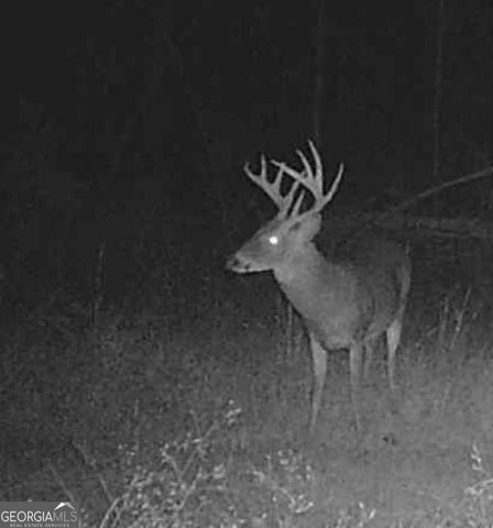 596 Arnett School Road, Sylvania, GA 30467