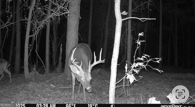 596 Arnett School Road, Sylvania, GA 30467