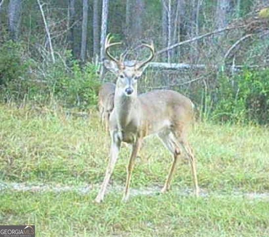 596 Arnett School Road, Sylvania, GA 30467