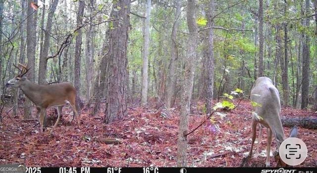 596 Arnett School Road, Sylvania, GA 30467