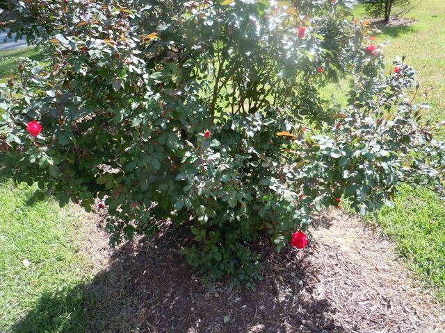 78 A J Lane, Tabor City, NC 28463
