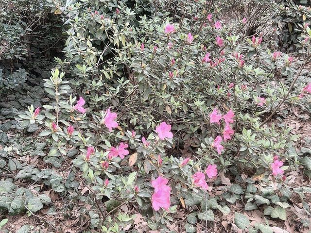 102 Wessex Terrace, Summerville, SC 29485