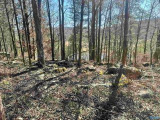 21 Acres Cathedral Caverns Hwy, Woodville, AL 35776