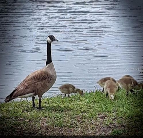 3926 LA COSTA LANE, Largo, FL 33771