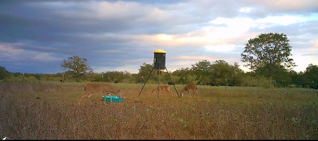 3747 Sparta Field Road, Waelder, TX 78959