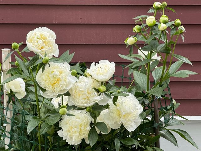 46 Snead Drive, Mashpee, MA 02649