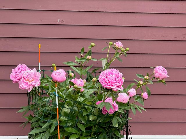 46 Snead Drive, Mashpee, MA 02649