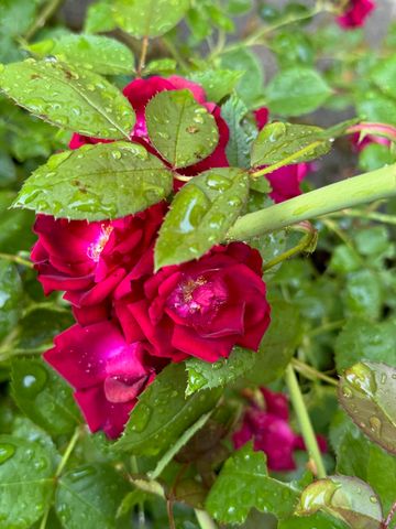 46 Snead Drive, Mashpee, MA 02649