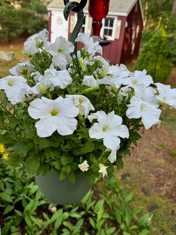 46 Snead Drive, Mashpee, MA 02649