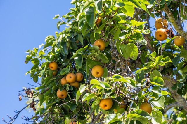 16383 Aztec Ridge Drive, Los Gatos, CA 95030