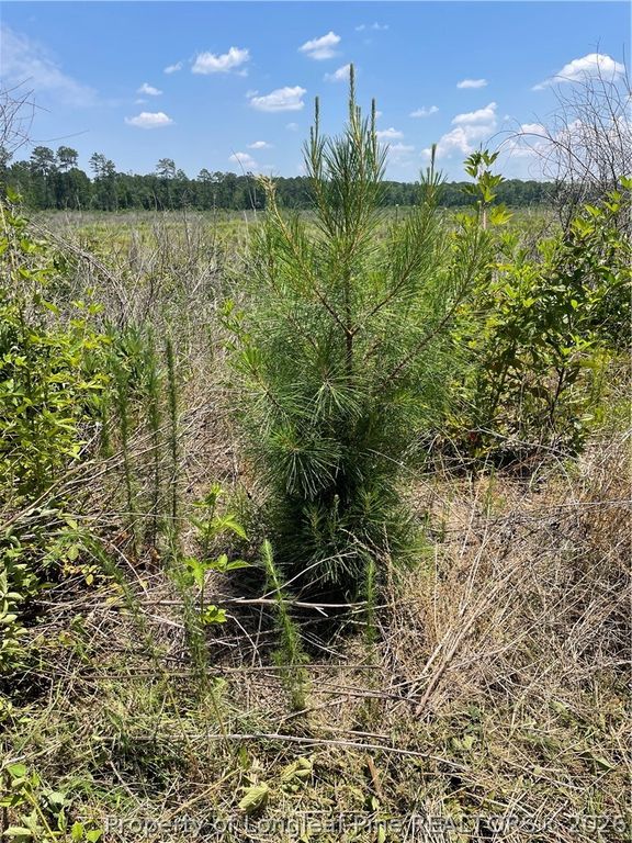 8511 NC 210 Highway W, Garland, NC 28441 — photo 10