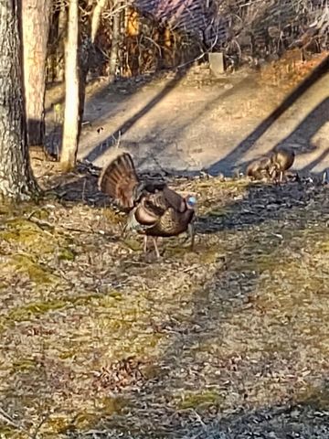 124 Cold Branch Lane, Hayesville, NC 28904