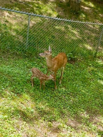 124 Cold Branch Lane, Hayesville, NC 28904