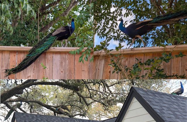 2515 Briarpark Drive, Houston, TX 77042