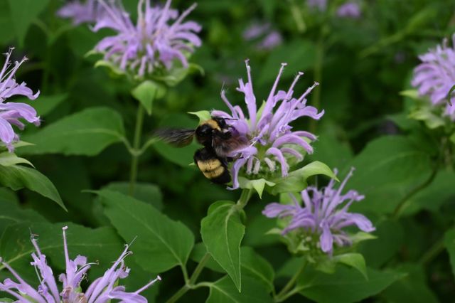 4231 Nokomis Avenue S, Minneapolis, MN 55406